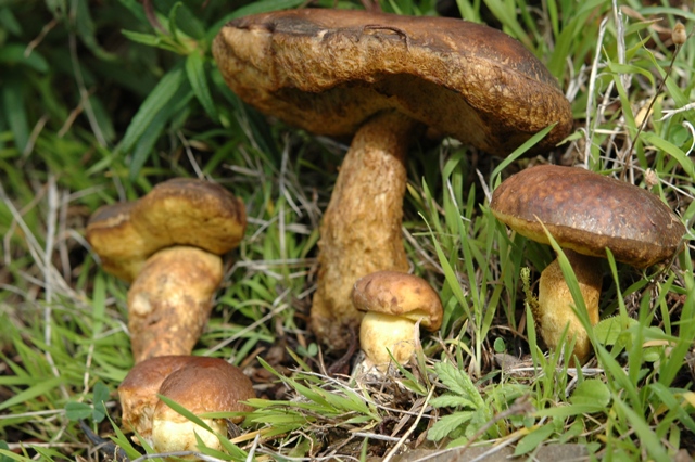 Sotto pioggia e cisto.